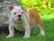 English Bulldog Puppies for sale in Bethel, DE, USA. price: NA