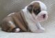 English Bulldog Puppies for sale in Bethel, DE, USA. price: NA