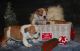 English Bulldog Puppies for sale in Akron, PA, USA. price: NA