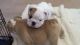 English Bulldog Puppies for sale in Salem, OR, USA. price: NA
