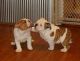 English Bulldog Puppies for sale in St Marys NSW, Australia. price: NA
