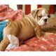 English Bulldog Puppies for sale in Lincoln, NE, USA. price: $300
