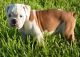 English Bulldog Puppies for sale in Davie, FL, USA. price: NA