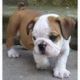 English Bulldog Puppies for sale in Oregon City, OR 97045, USA. price: NA