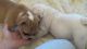English Bulldog Puppies for sale in Lakewood, CO, USA. price: NA