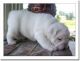 English Bulldog Puppies for sale in Dover Base Housing, DE, USA. price: NA
