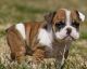 English Bulldog Puppies for sale in Laredo, TX, USA. price: NA