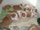 English Bulldog Puppies for sale in Wilmington, VT, USA. price: NA
