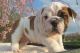 English Bulldog Puppies for sale in Washington, AR 71862, USA. price: $300