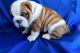 English Bulldog Puppies for sale in Washington, UT, USA. price: $300