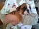 English Bulldog Puppies for sale in Jemez Pueblo, NM, USA. price: NA