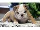 English Bulldog Puppies for sale in Lawton, OK, USA. price: NA