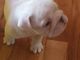 English Bulldog Puppies for sale in Lawton, OK, USA. price: NA