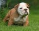 English Bulldog Puppies for sale in Alexander City, AL, USA. price: NA