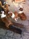 English Bulldog Puppies for sale in Akron, PA, USA. price: $600
