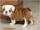 English Bulldog Puppies for sale in Green Forest, AR 72638, USA. price: NA