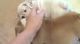 English Bulldog Puppies for sale in Lexington, MI 48450, USA. price: NA