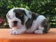 English Bulldog Puppies for sale in Washington, DC, USA. price: NA