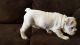 English Bulldog Puppies for sale in Camden Wyoming, Camden, DE 19934, USA. price: NA