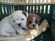 English Bulldog Puppies for sale in Ajax, ON, Canada. price: NA