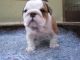 English Bulldog Puppies for sale in Gilbert, AZ, USA. price: NA
