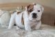 English Bulldog Puppies for sale in Puerto Plata 57000, Dominican Republic. price: 400 DOP