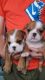 English Bulldog Puppies for sale in Georgetown, DE 19947, USA. price: NA