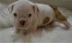 English Bulldog Puppies for sale in Arden Hills, MN, USA. price: NA