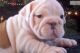 English Bulldog Puppies for sale in Hendersonville, NC, USA. price: NA