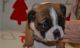 English Bulldog Puppies for sale in Buffalo, NY, USA. price: NA