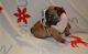 English Bulldog Puppies for sale in Buffalo, NY, USA. price: $200