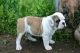 English Bulldog Puppies for sale in Pueblo, CO, USA. price: NA