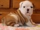 English Bulldog Puppies for sale in Taos, NM 87571, USA. price: NA