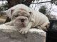 English Bulldog Puppies for sale in Sioux Falls, SD, USA. price: $300