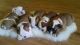 English Bulldog Puppies for sale in Mundelein, IL, USA. price: NA