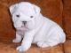 English Bulldog Puppies for sale in Murfreesboro, TN, USA. price: NA