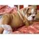 English Bulldog Puppies for sale in Poplar Ridge, NY 13026, USA. price: NA