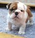 English Bulldog Puppies for sale in Bakersfield, VT, USA. price: NA