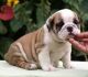 English Bulldog Puppies for sale in Columbus, MT 59019, USA. price: NA