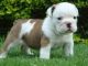 English Bulldog Puppies for sale in Secaucus, NJ, USA. price: NA