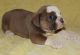 English Bulldog Puppies for sale in West Covina, CA, USA. price: NA