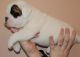 English Bulldog Puppies for sale in Alma Center, WI 54611, USA. price: NA