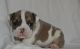English Bulldog Puppies for sale in Alma Center, WI 54611, USA. price: NA