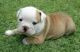 English Bulldog Puppies for sale in Tempe, AZ, USA. price: NA