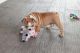 English Bulldog Puppies for sale in Adairsville, GA 30103, USA. price: NA