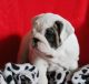 English Bulldog Puppies for sale in Airway Heights, WA, USA. price: NA