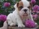 English Bulldog Puppies for sale in Baltimore, MD, USA. price: NA