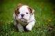 English Bulldog Puppies for sale in Murrieta, CA, USA. price: NA