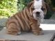 English Bulldog Puppies for sale in Captain Cook, HI, USA. price: NA