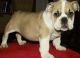 English Bulldog Puppies for sale in Lancaster, CA, USA. price: $250